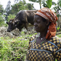 SACOLA supports giving cows to poor families.