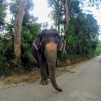 Elephant Mali ready for the day