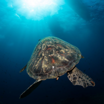An everyday sight. The back of a green turtle swimming towards the surface. 