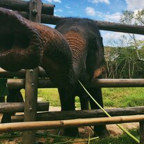 Volunteering in Thailand with Elephants this is Magee :)
