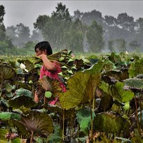 Lotus Harvest in Monsoon Season