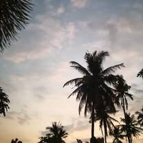Palm tree shadows against the changing colors of the sky at sunset 