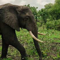 Elephants on the weekend safari 