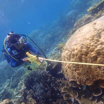 Reef Check Reef Survey in Action