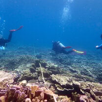 Reef Check Reef Survey in Action