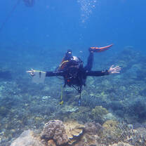 Reef Check Reef Survey in Action