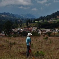 planting trees as part of a reforestation effort 