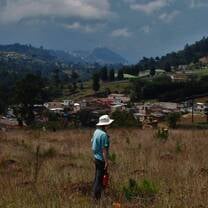 planting trees as part of a reforestation effort 