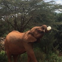 Elephant orphanage