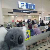 Koala in departures