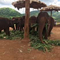 Inside the elephant sanctuary 
