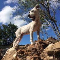 Rescue dog