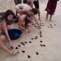 Turtle Conservation Project
