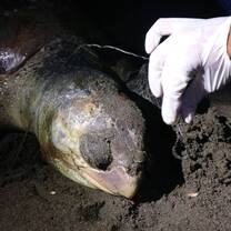 Dead male sea turtle with fishing hook and string