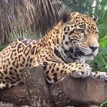 Belize wildlife