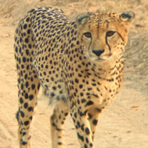 One of the cheetah boys up-close!