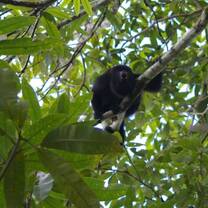 Wildlife in Belize