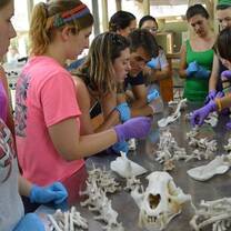 Students studying wildlife