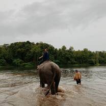 Bathing the elephants in the early morning