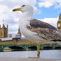 Bird's Eye View of the Houses of Parliament & Ben Big