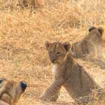 The cutest lion cubs