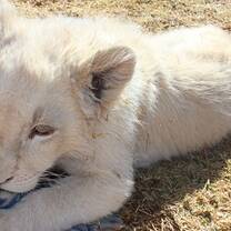leon big cat project