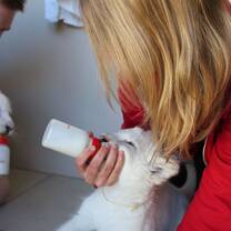 Volunteering Big Cat Projekt South Africa