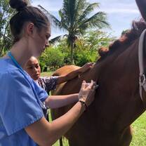 Student gaining hands-on experience practicing veterinary care with horses.