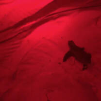 While on Isla Saona we got to work with Negro, a man who dedicates his life to help save turtle nests. We got the amazing opportunity to see baby turtles!