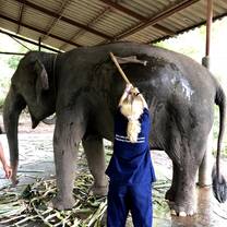 This is me washing my elephant, Wong Tong. One of the coolest once in a life time experiences.