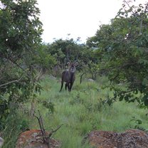 Akagera National Park safari