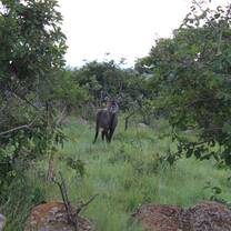 Akagera National Park safari