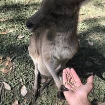 You can feed the kangaroos at Australia Zoo, and its really cool when they hold your hand while you feed them. Just be careful of their claws!