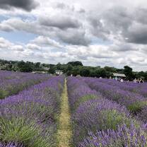 Lavender Field in UK