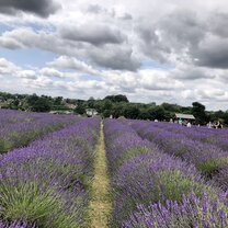 Lavender Field in UK Lavender Field in UK