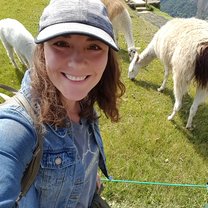 An alpaca herd grazing at Machu Picchu