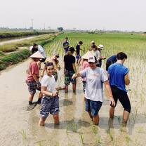 Planting Rice in Ninh Binh
