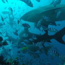Open sea diving. 
