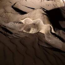 The moment me & my son went on night patrol & witnessed the mother turtle laying & covering her eggs, truly magical