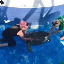 My friend & me moving the large turtle in the tank so we can clean her & the tank