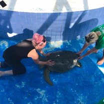 My friend & me moving the large turtle in the tank so we can clean her & the tank