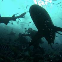 Shark dive!