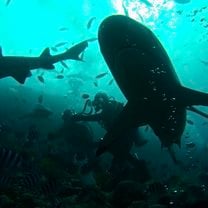 Shark dive!