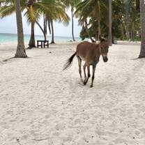 Horse walking on the beach.