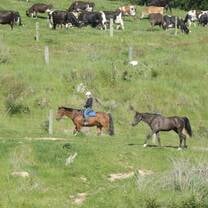 Person riding a horse