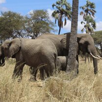 Elephants on Safari