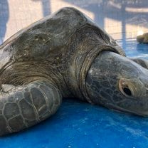 Black Sea Turtle Time!