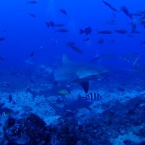 Shark diving at 30m under water