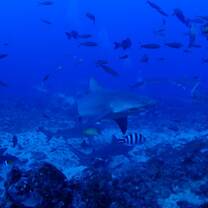 Shark diving at 30m under water