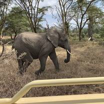 A picture of an elephant. 